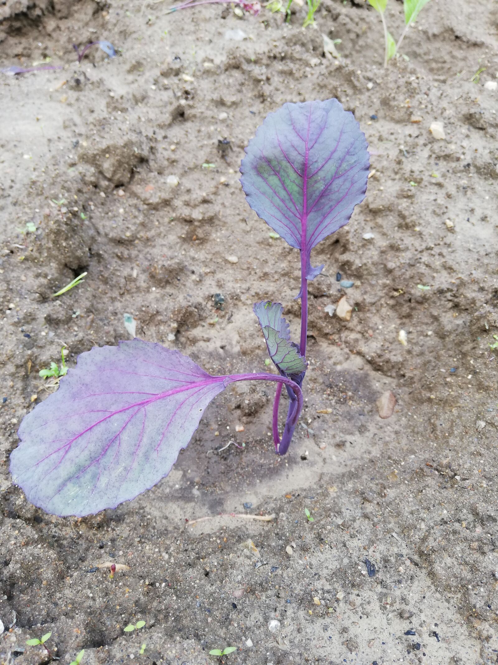 HUAWEI P20 lite sample photo. Cabbage, day, planted photography