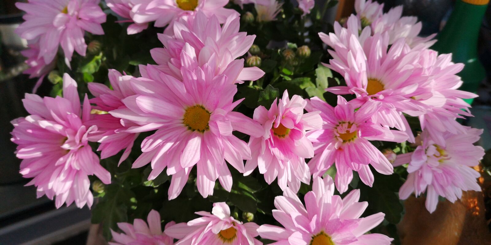 HUAWEI P20 sample photo. Autumn, flowers, pink photography