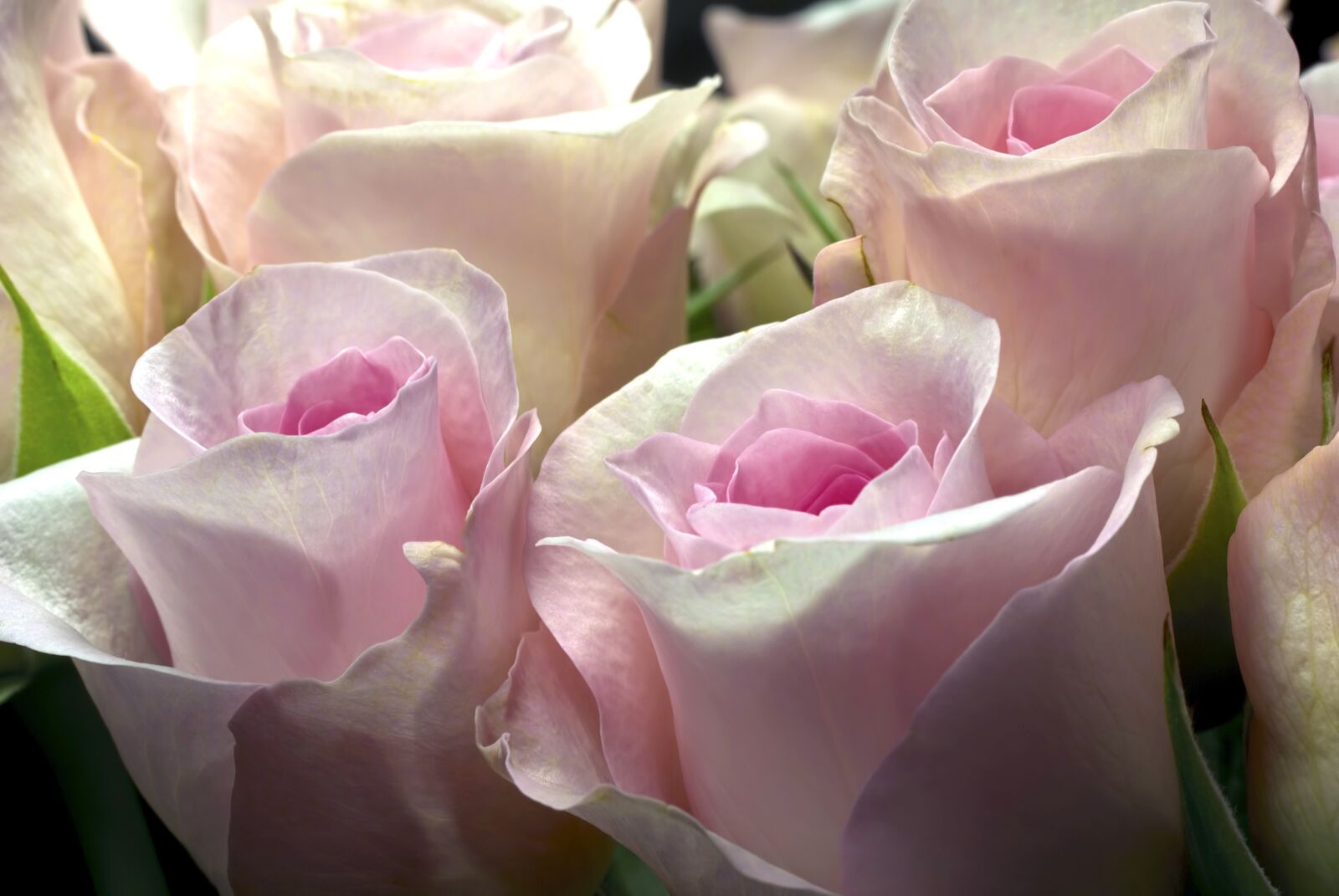 Pentax K10D sample photo. Rose, pink rose, flowers photography