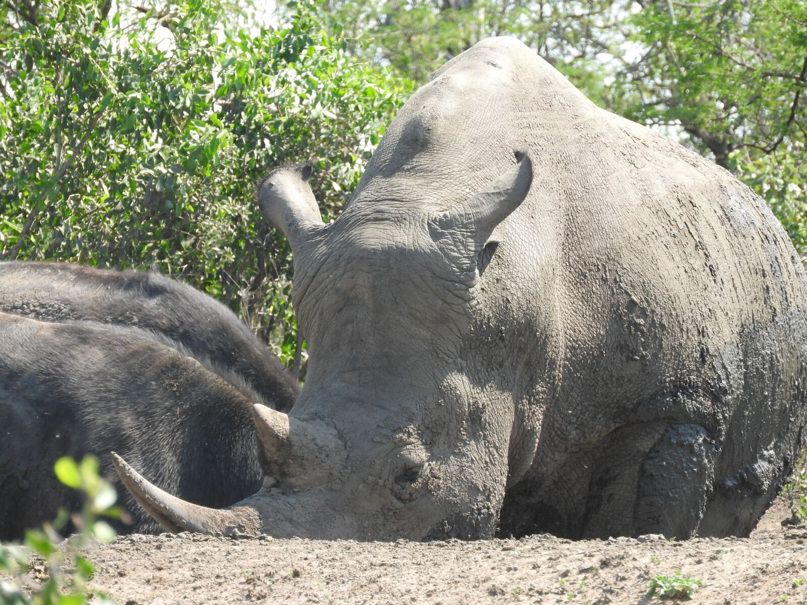 Nikon Coolpix P610 sample photo. Rhino, south africa, hluhluwe photography