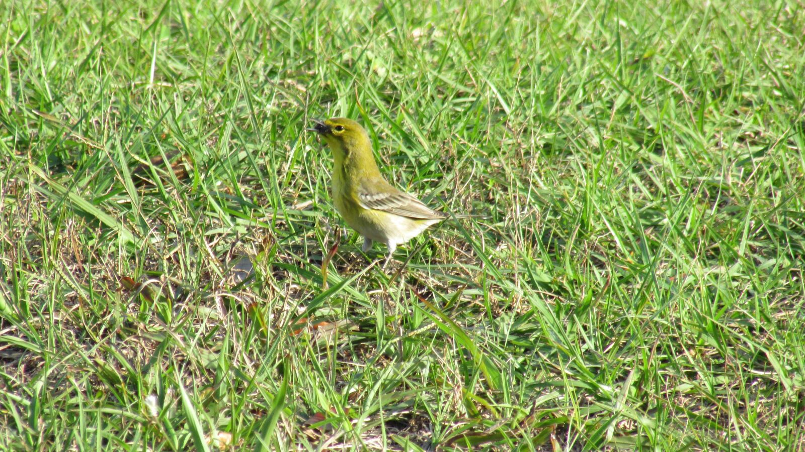 Canon PowerShot SX500 IS sample photo. Pine warble, winter birds photography
