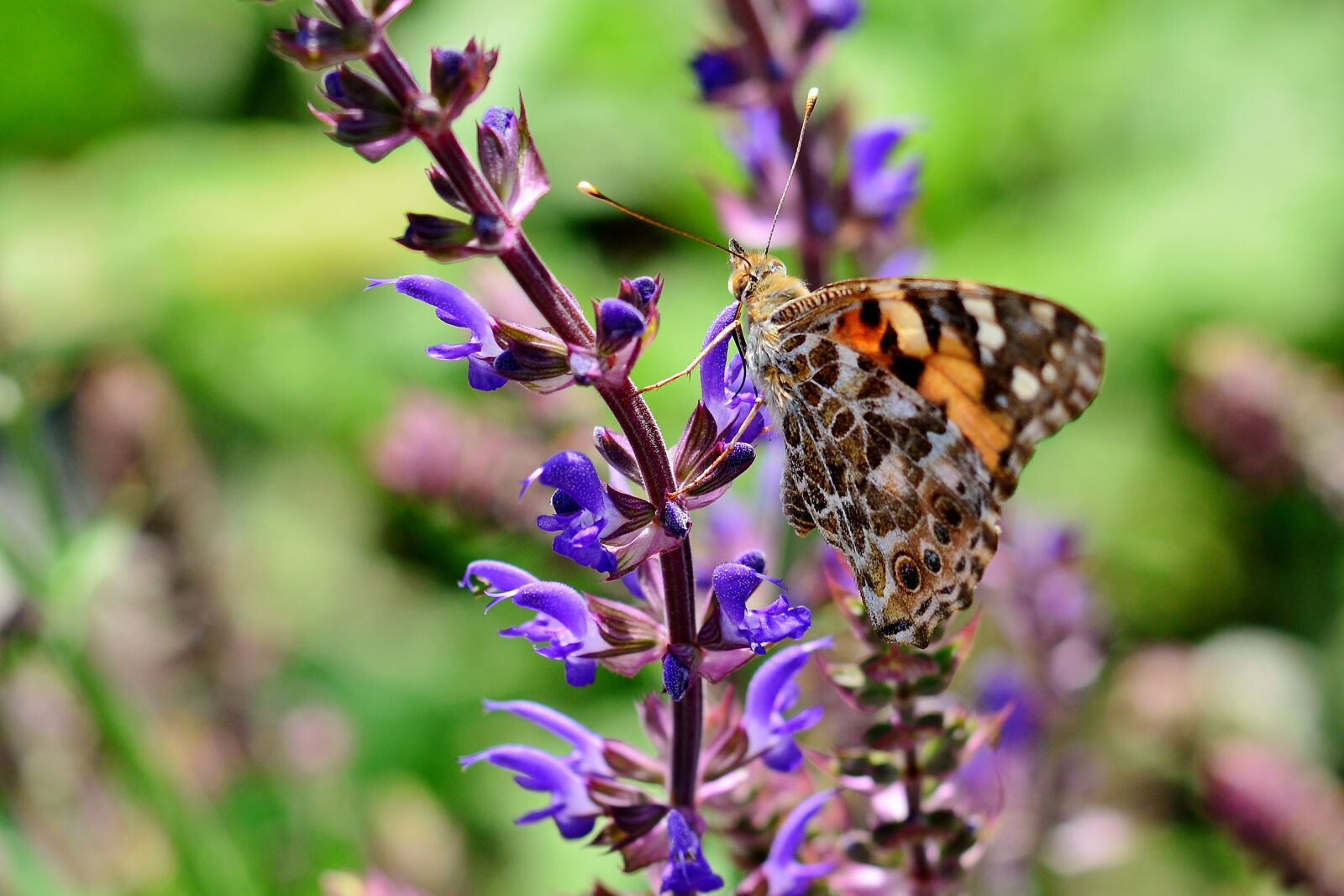 Nikon D5200 sample photo. Butterfly, little fox, butterflies photography