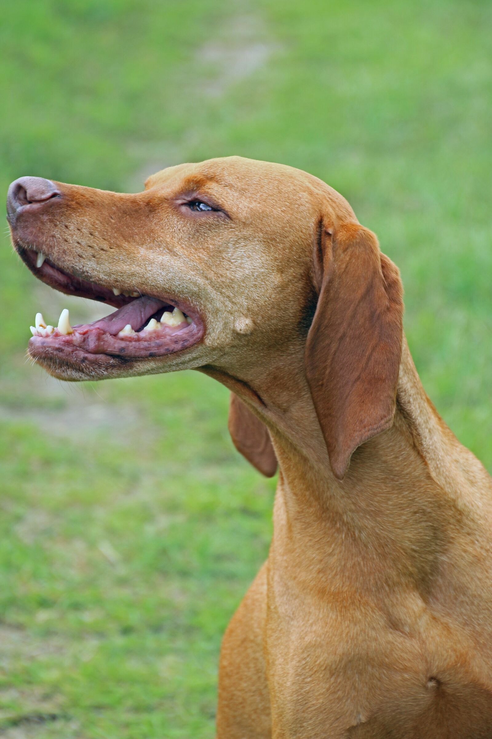 Canon EOS 70D sample photo. Dog, beautiful, vizsla photography