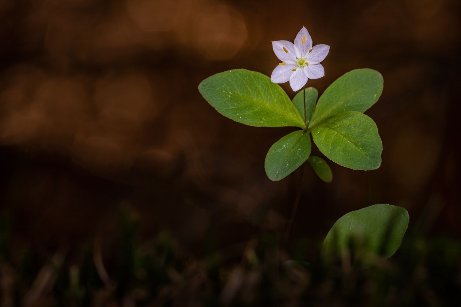 Canon EF-S 55-250mm F4-5.6 IS STM sample photo. Wood anemone, plant, blossom photography
