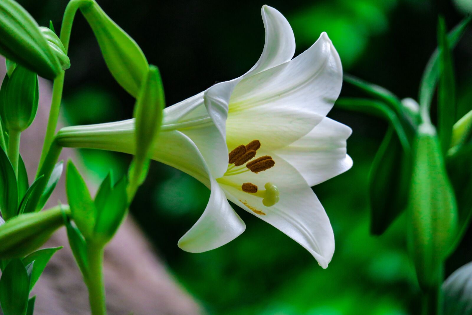 Canon PowerShot G3 X sample photo. Lily, plant, flower photography