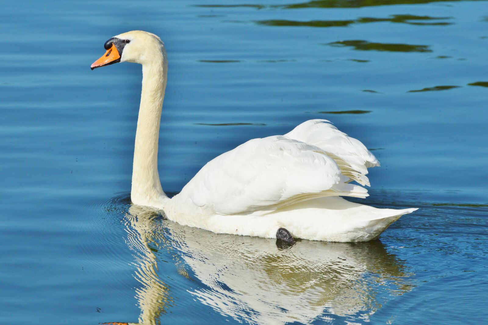Nikon D3200 sample photo. Swan, bird, water bird photography