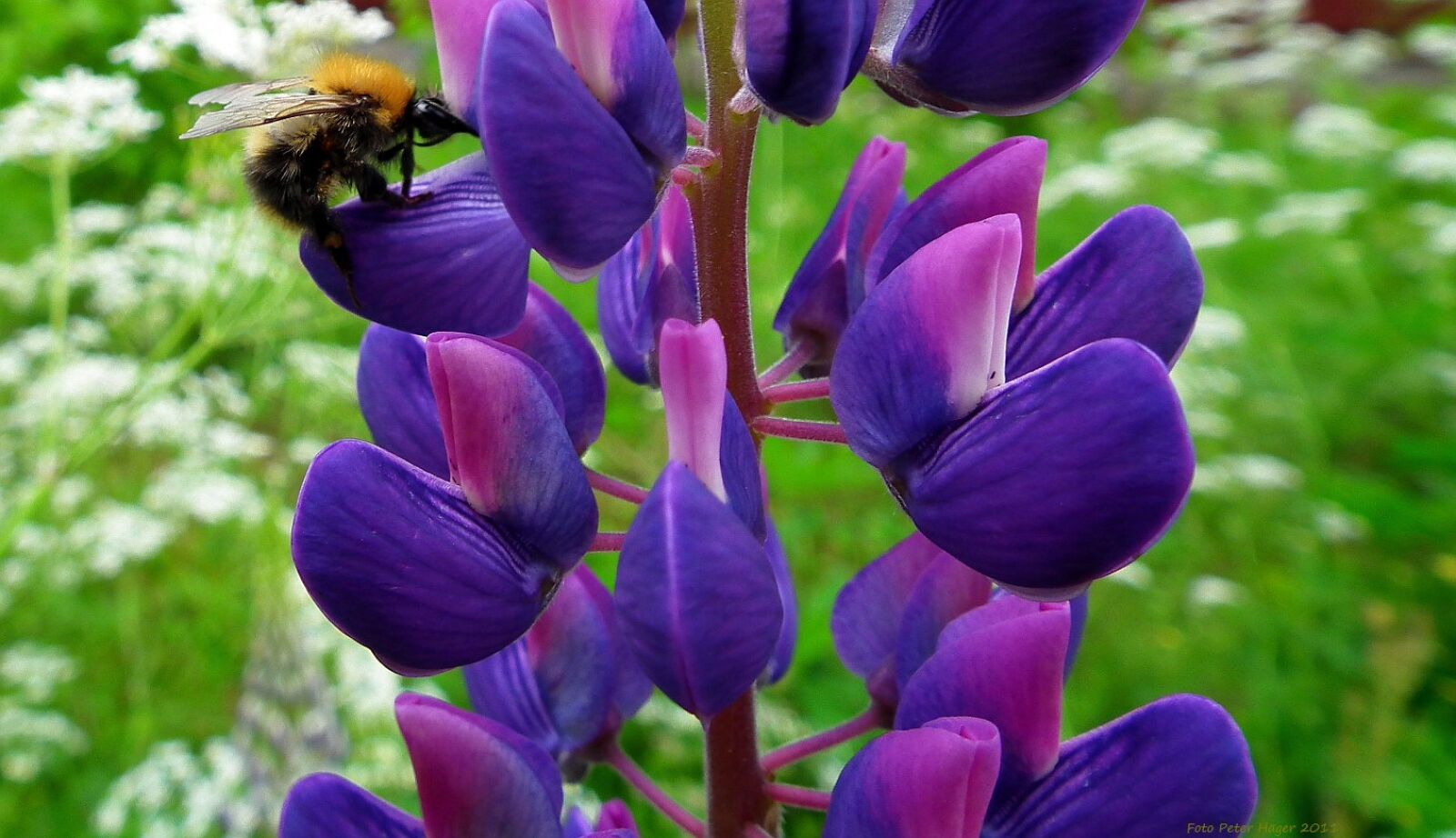FujiFilm FinePix HS10 (FinePix HS11) sample photo. Lupine, flower, pollinate photography