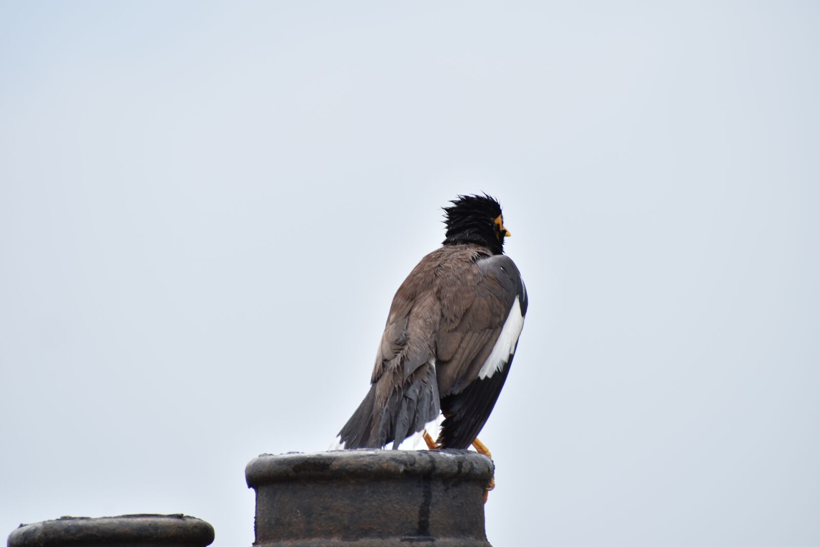 Nikon D5600 sample photo. Myna, mynah, wet photography