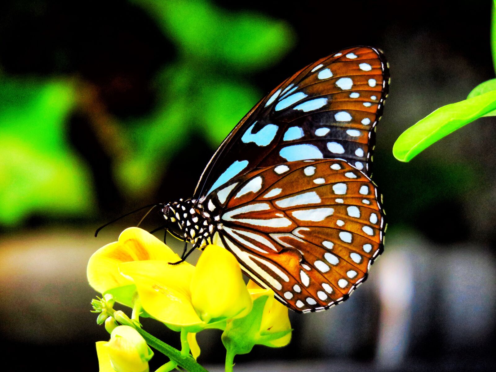 Canon PowerShot G3 X sample photo. Butterfly, nature, insect photography