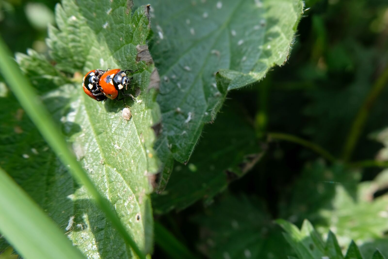 Fujifilm X-T20 sample photo. Ladybug, nature, insect photography