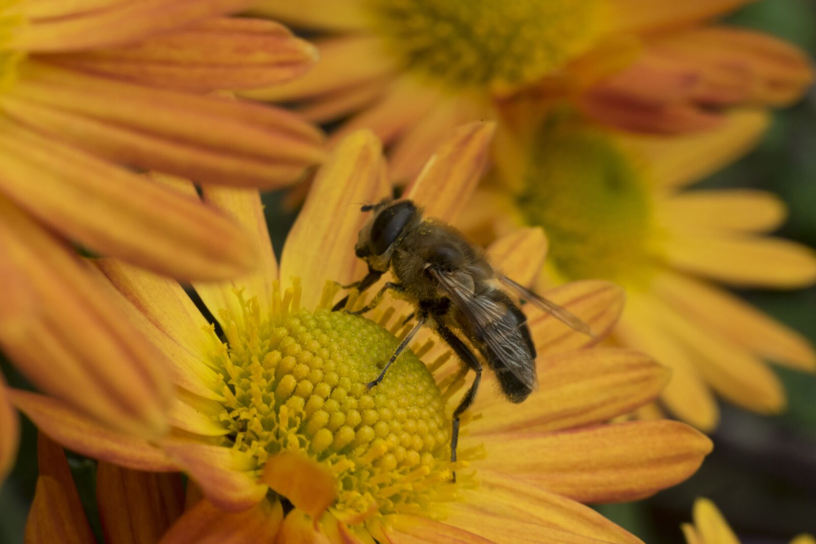 Fujifilm X-T10 sample photo. Macro, bee, flower photography