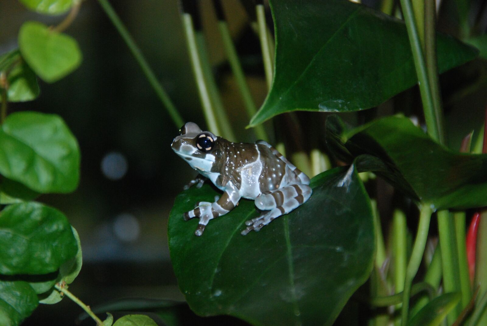 Nikon D80 sample photo. Poison frog, dendrobates, cologne photography