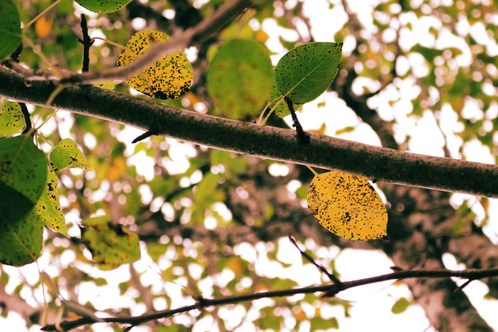 Canon EOS 100D (EOS Rebel SL1 / EOS Kiss X7) sample photo. Tree, leaf, branch photography
