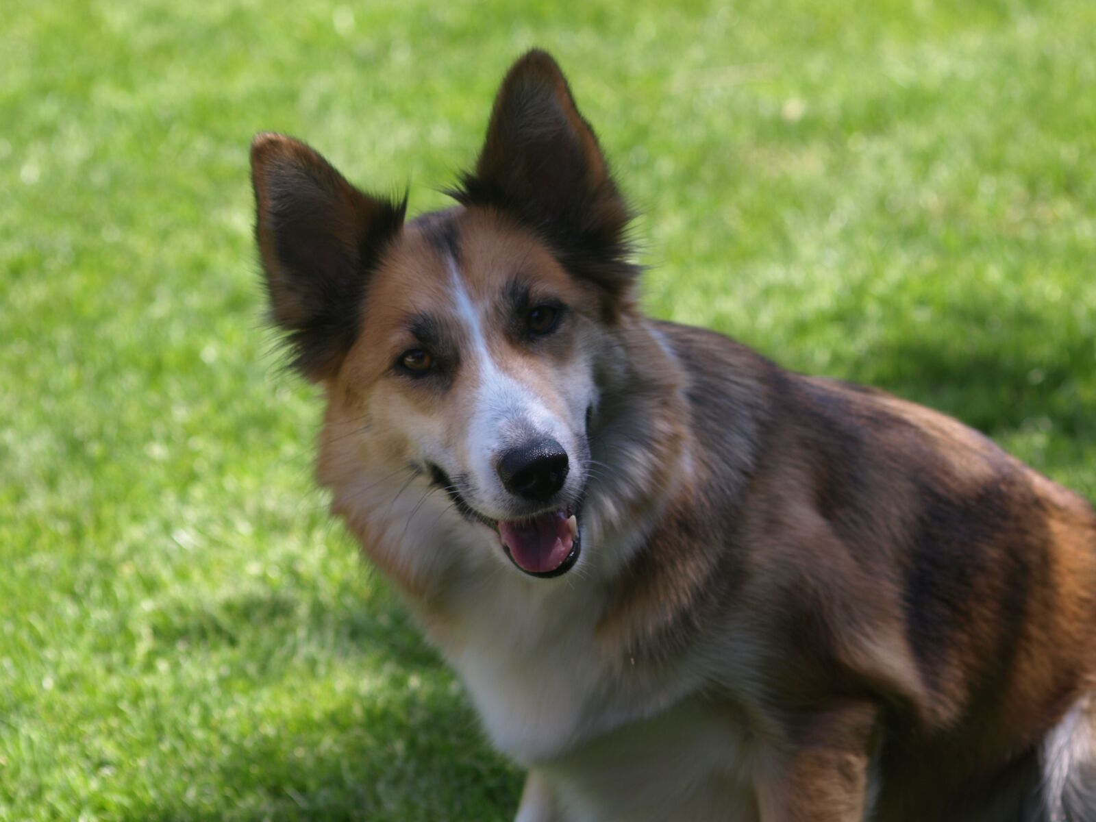 Olympus E-510 (EVOLT E-510) sample photo. Dog, hybrid, pet photography