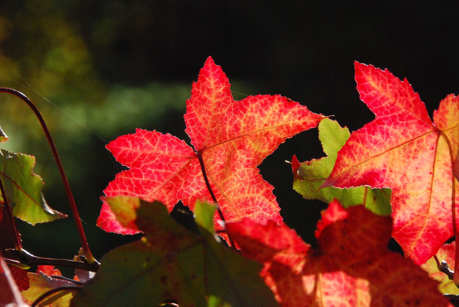 Nikon D80 sample photo. Autumn, colorful, bright photography
