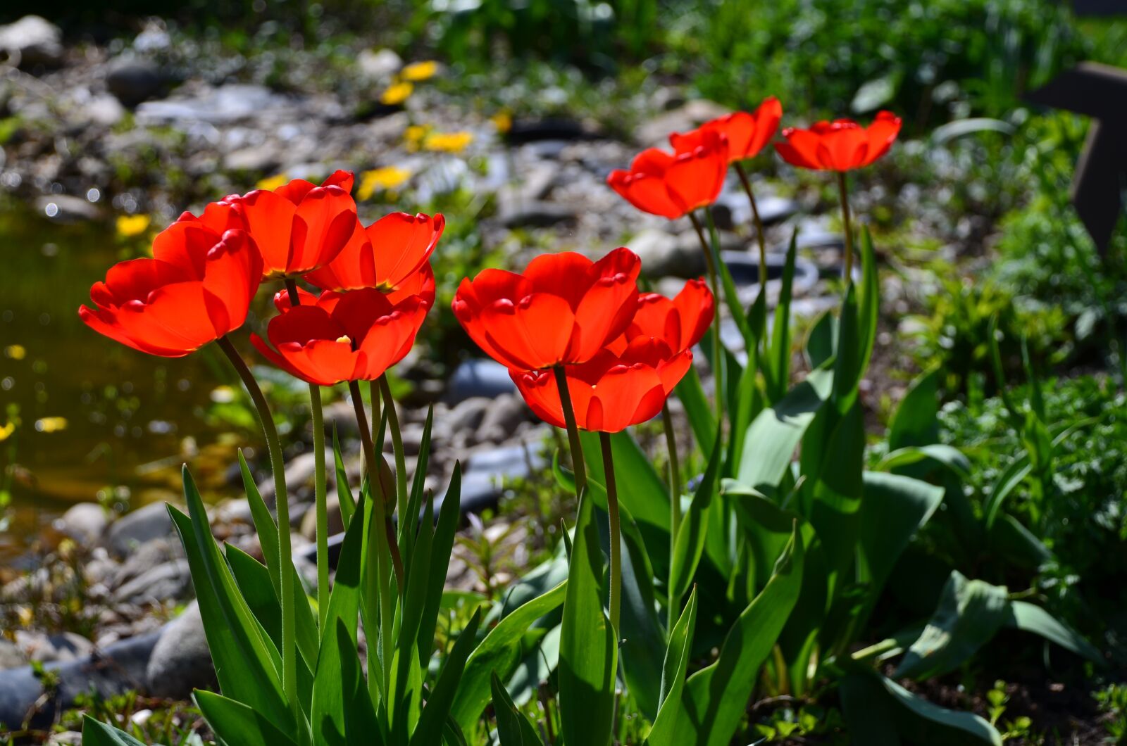 Nikon D7000 sample photo. Tulip, garden, flowers photography