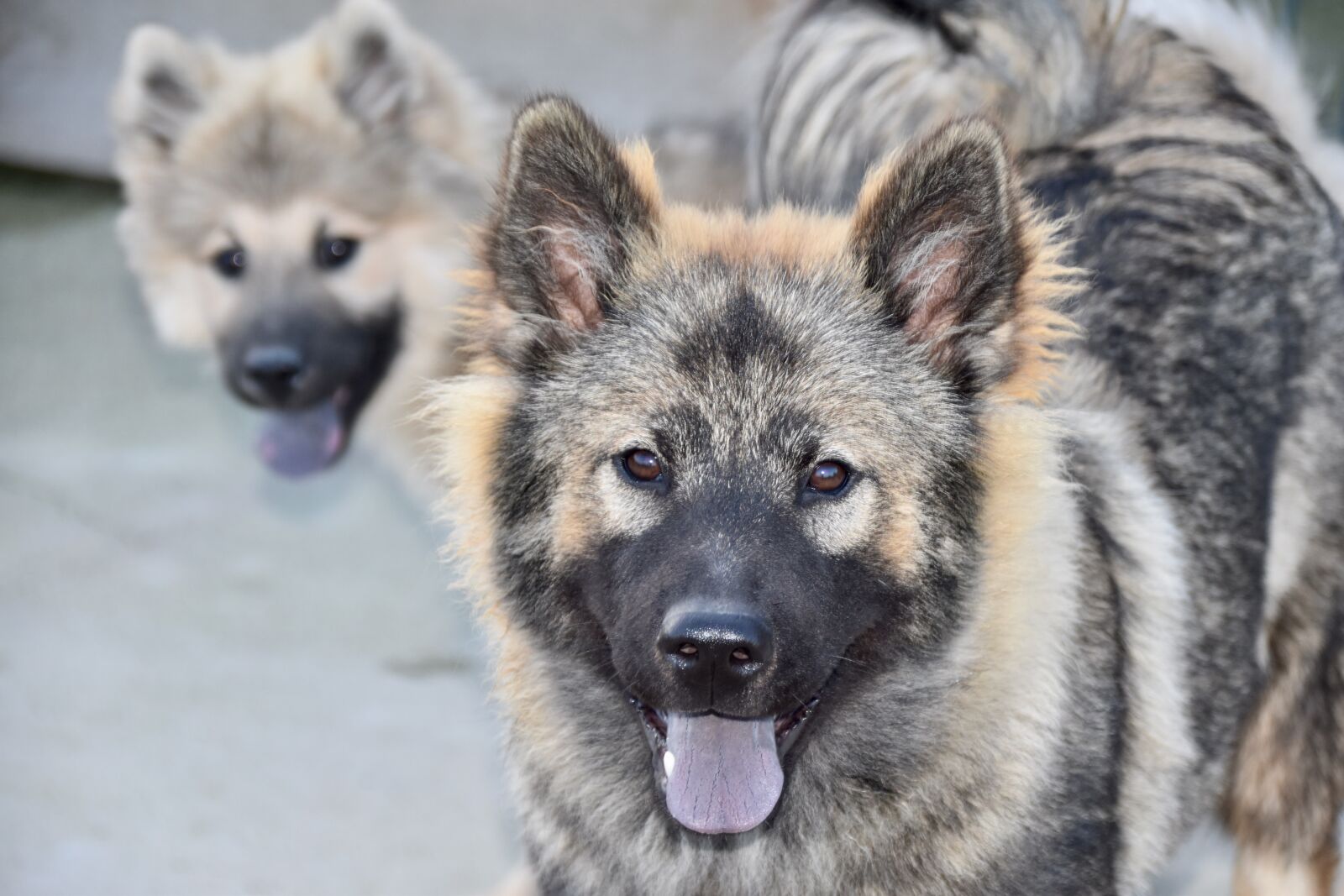 Nikon D5600 sample photo. Dog, dog eurasier, eurasier photography