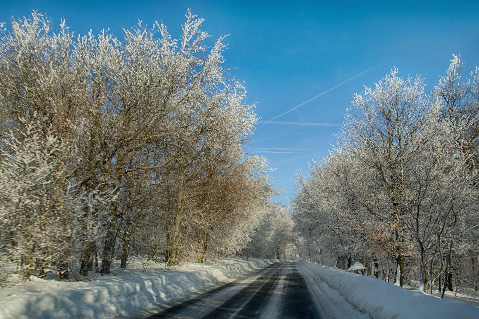 Sony ILCA-77M2 sample photo. Winter, trees, snow photography
