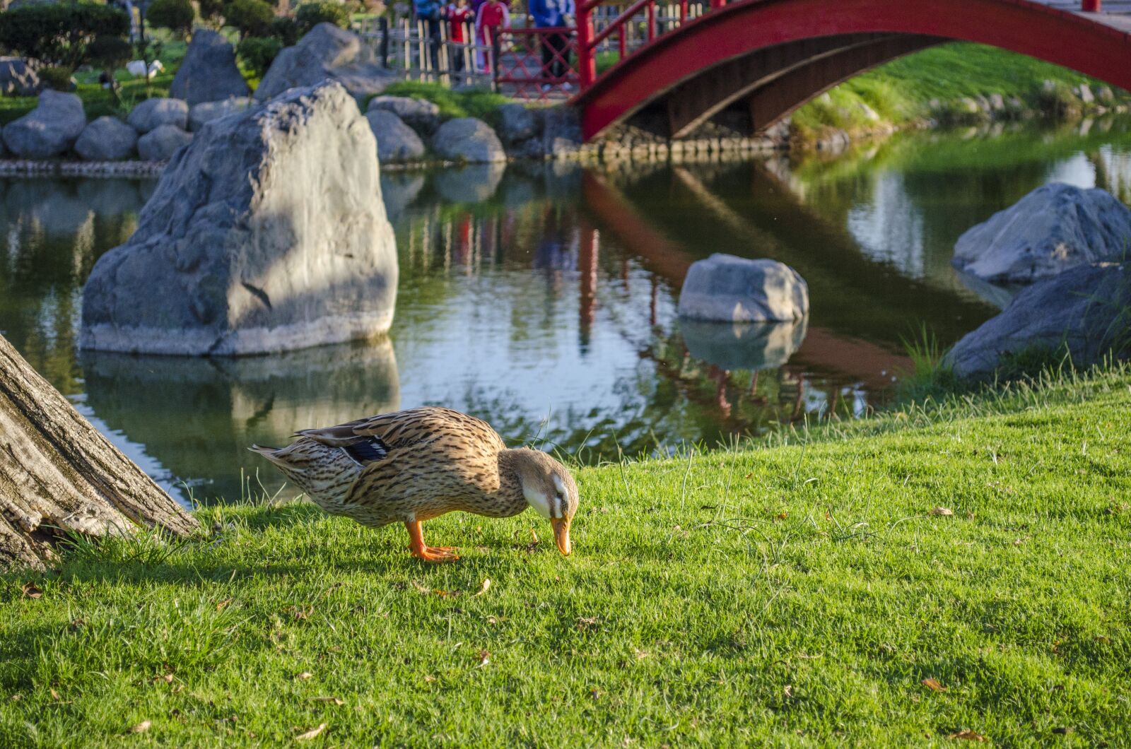 Nikon D5100 sample photo. Nature, lawn, open air photography
