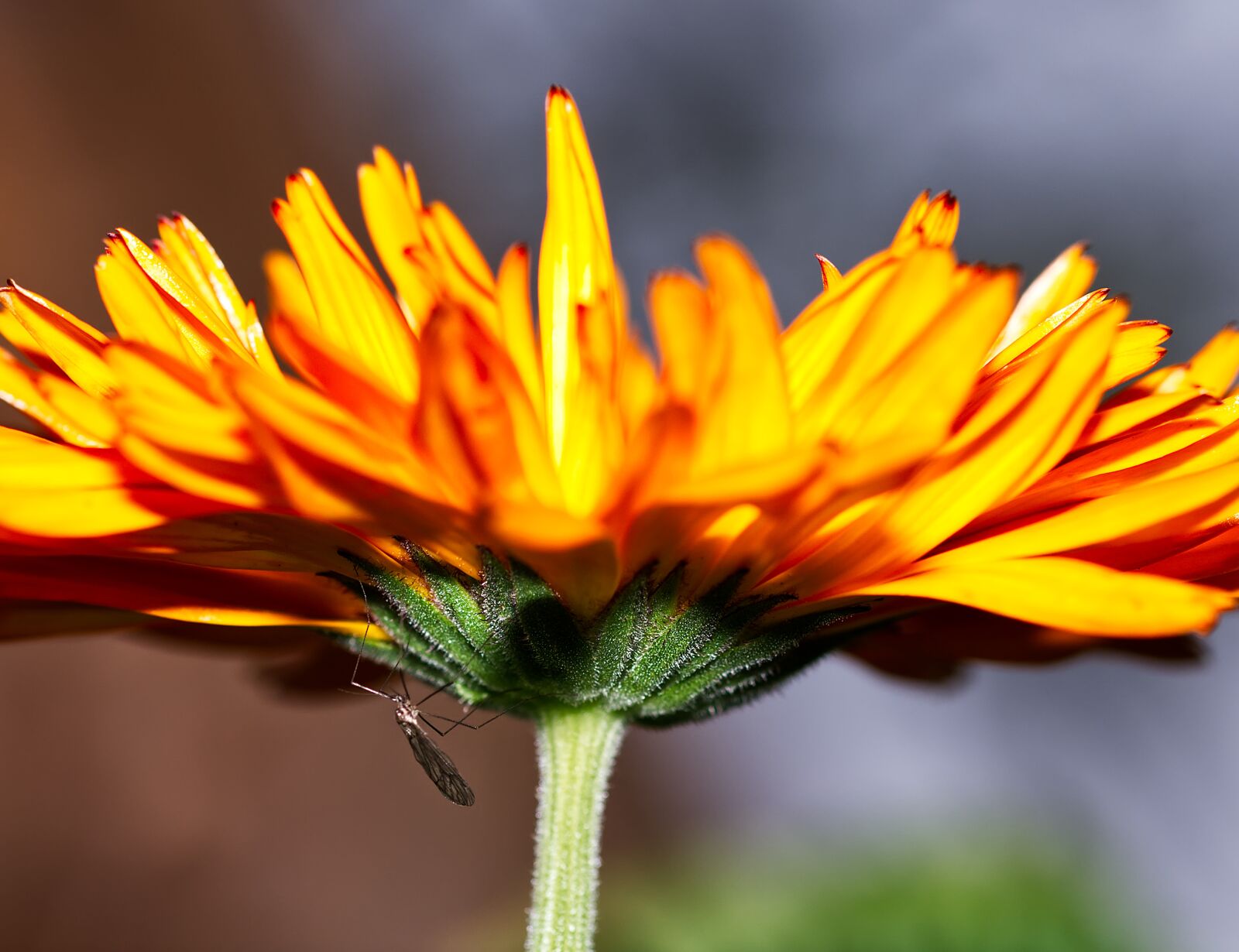 Nikon D5500 sample photo. Flower, blossom, bloom photography