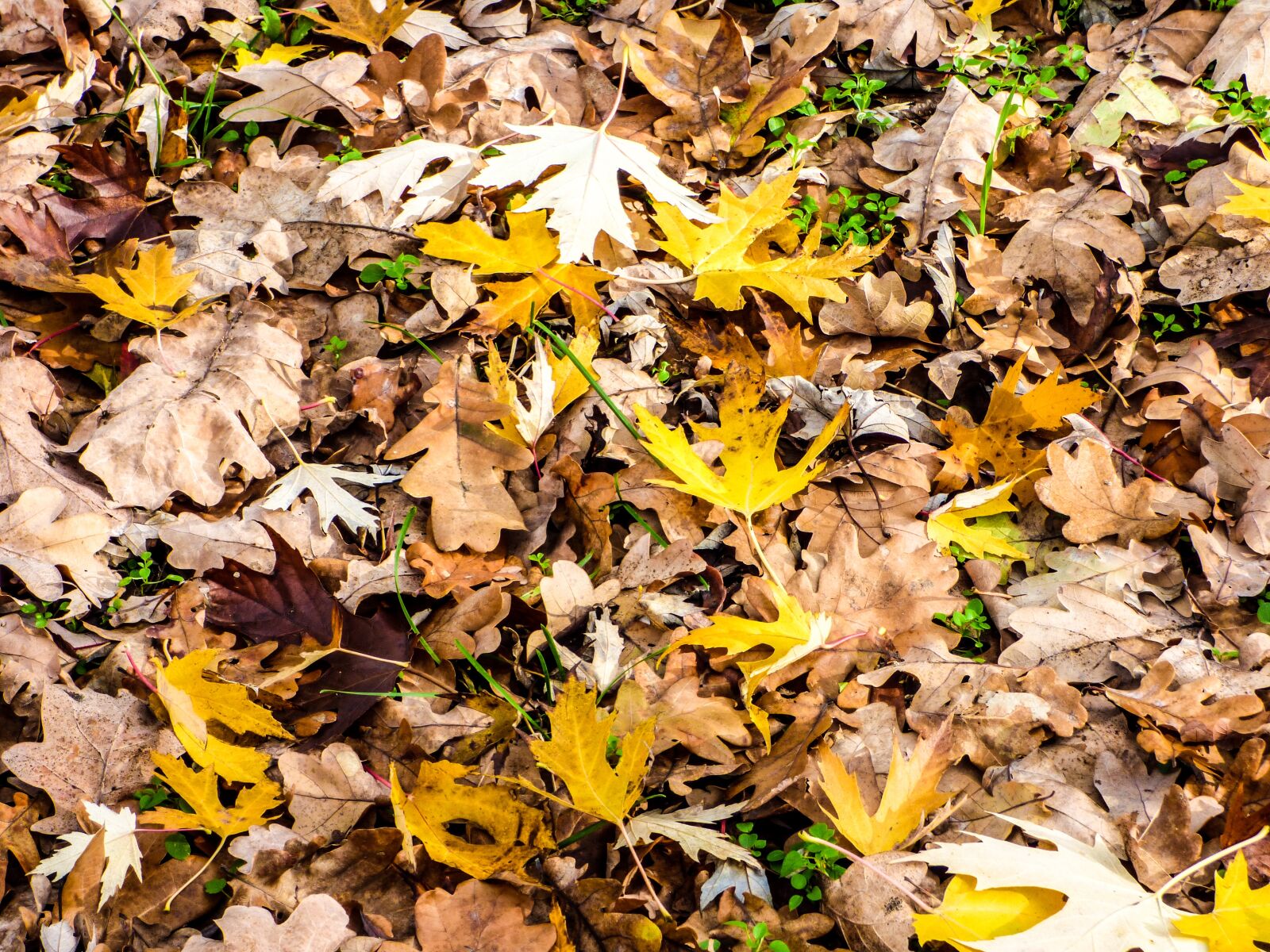 Panasonic DMC-FZ72 sample photo. Leaves, avar, autumn photography