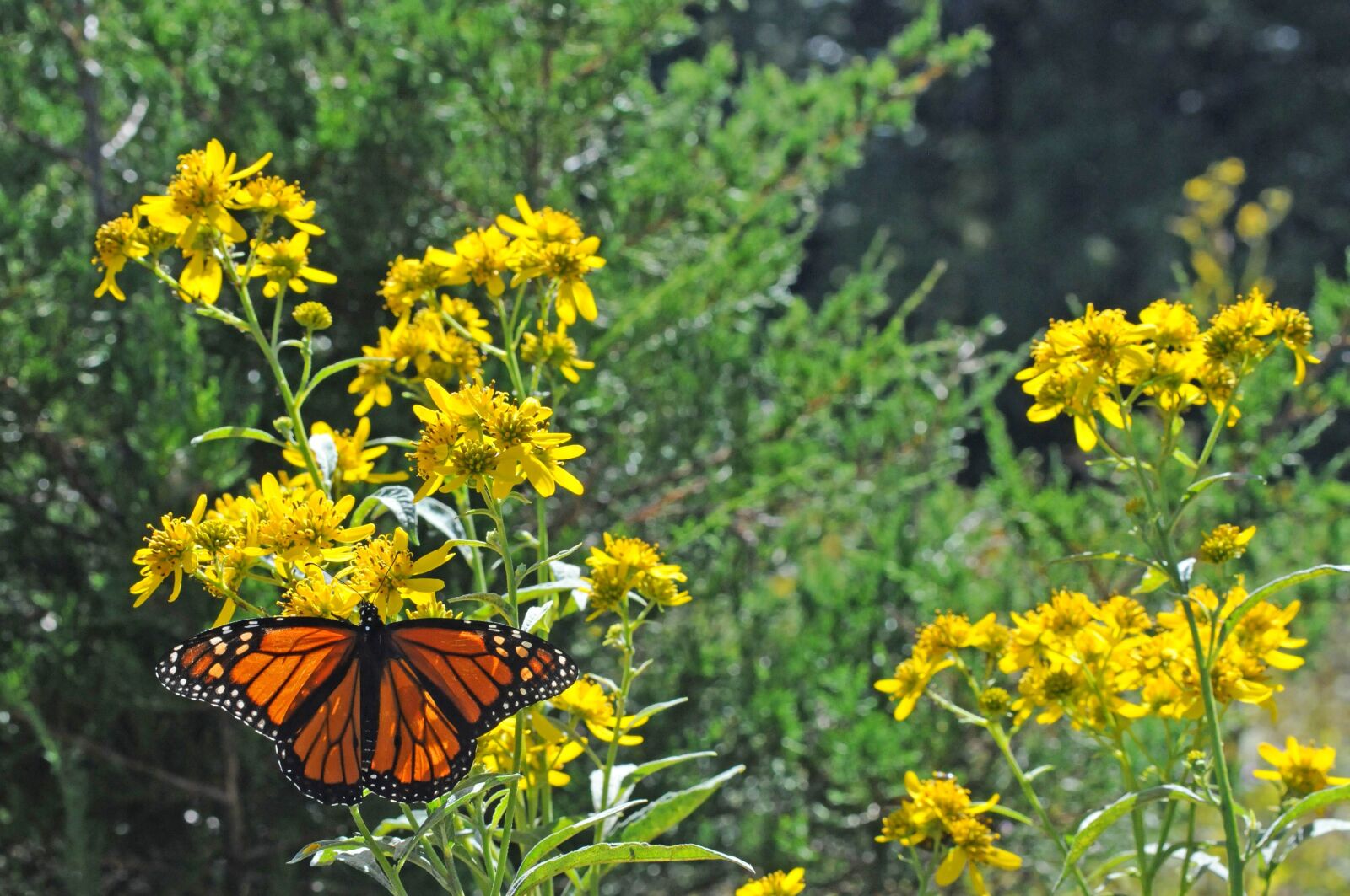 Nikon D300S sample photo. Plants, meadow, monarch, butterfly photography
