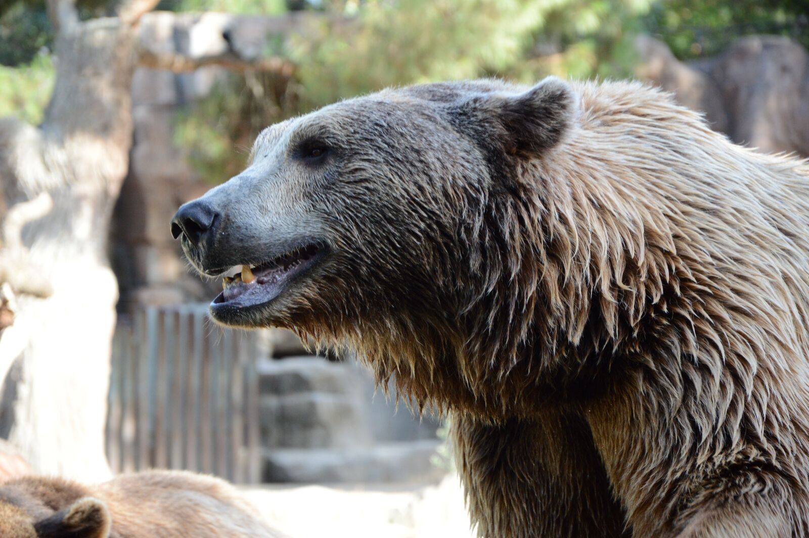 Nikon D3200 sample photo. Bear, nature, animal photography