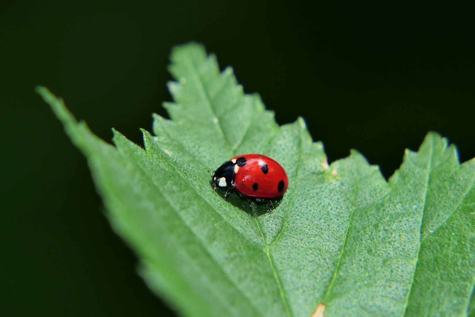 Panasonic Lumix DMC-FZ200 sample photo. Septempunctata, the beetle, insect photography