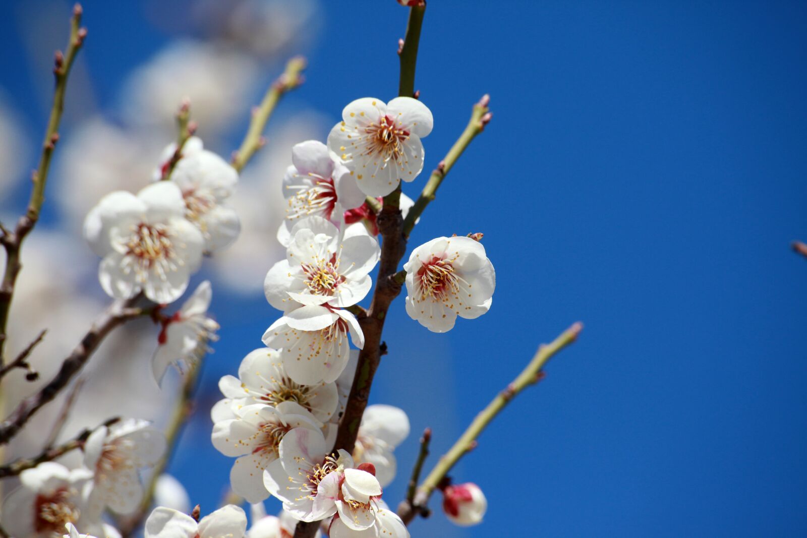 Canon EOS 5D Mark II sample photo. Plum, spring, spring flowers photography