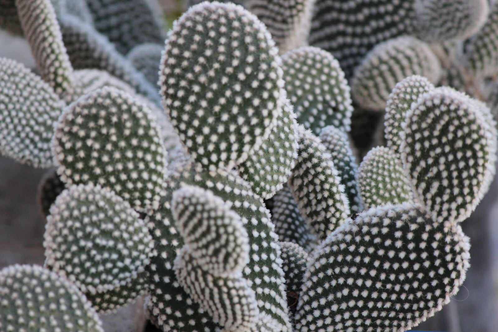 Canon EF-S 55-250mm F4-5.6 IS sample photo. Cacti, cactus, cactus, plant photography