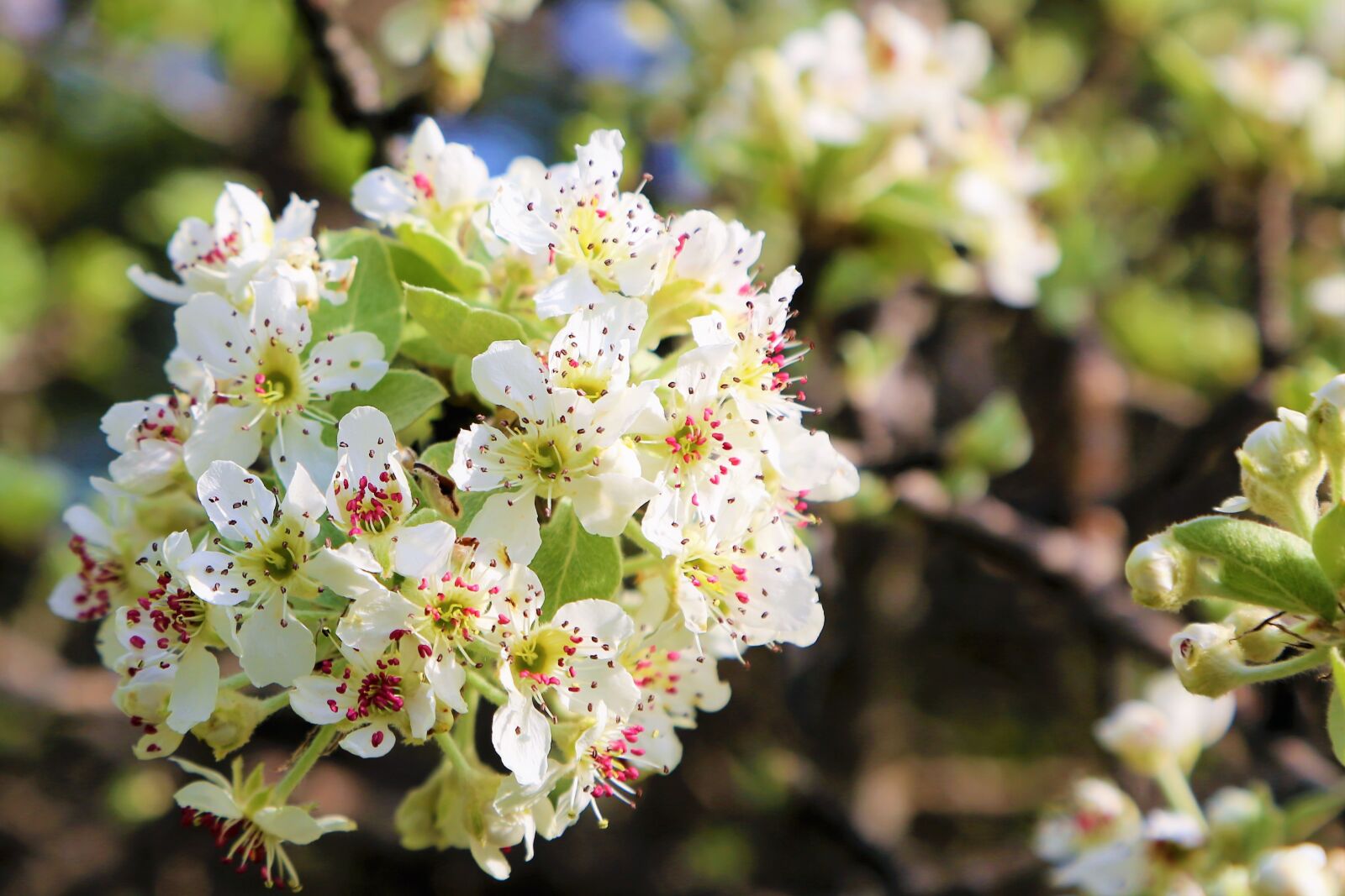 Canon EOS 5D Mark III sample photo. Flower, nature, tree photography
