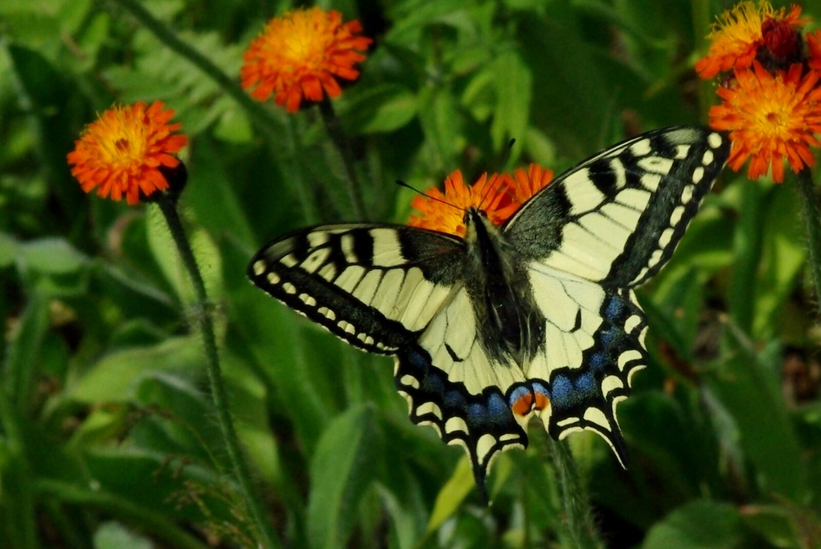 Pentax K200D sample photo. Knight butterfly, flowers, summer photography