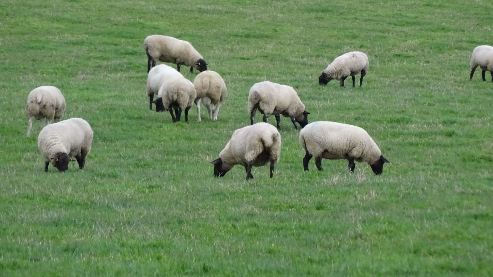 Sony Cyber-shot DSC-HX400V sample photo. Sheep, grass, field photography