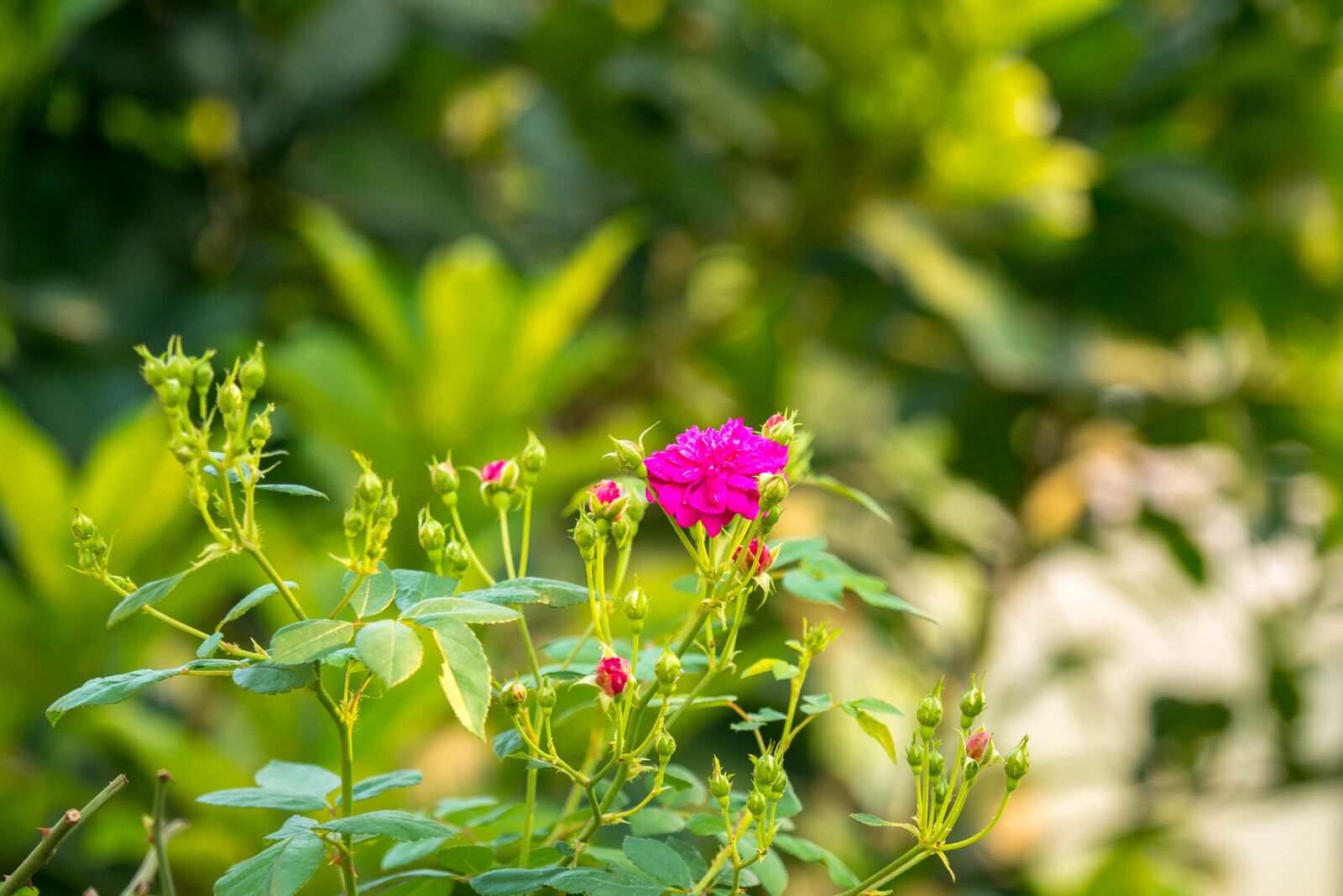 Olympus OM-D E-M10 II + Olympus M.Zuiko Digital ED 12-100mm F4.0 IS Pro sample photo. Flower, tree, nice photography