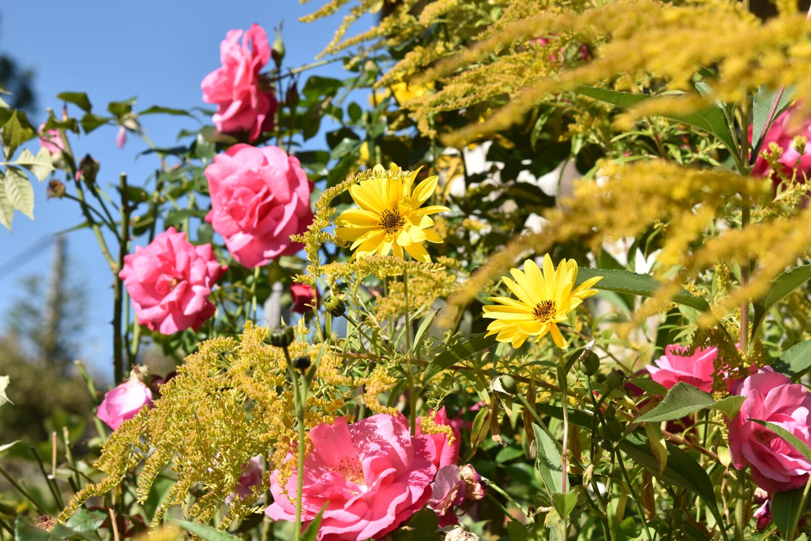 Nikon D5600 sample photo. Flowers, flower, pink photography