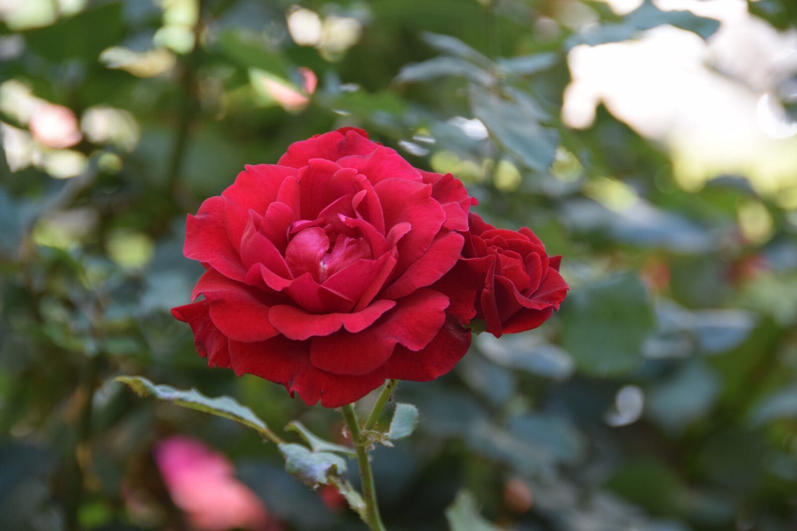 Nikon D5300 sample photo. Flower, red, rose photography