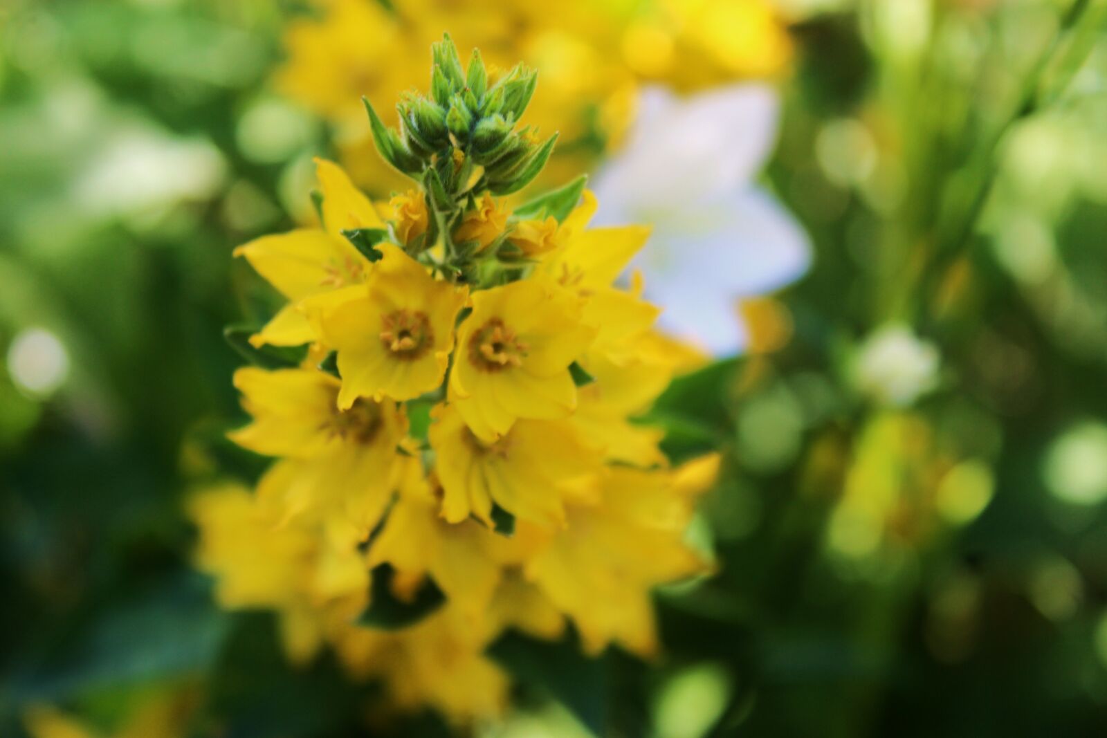 Canon EOS 1300D (EOS Rebel T6 / EOS Kiss X80) sample photo. Flower, yellow flower, ringtones photography
