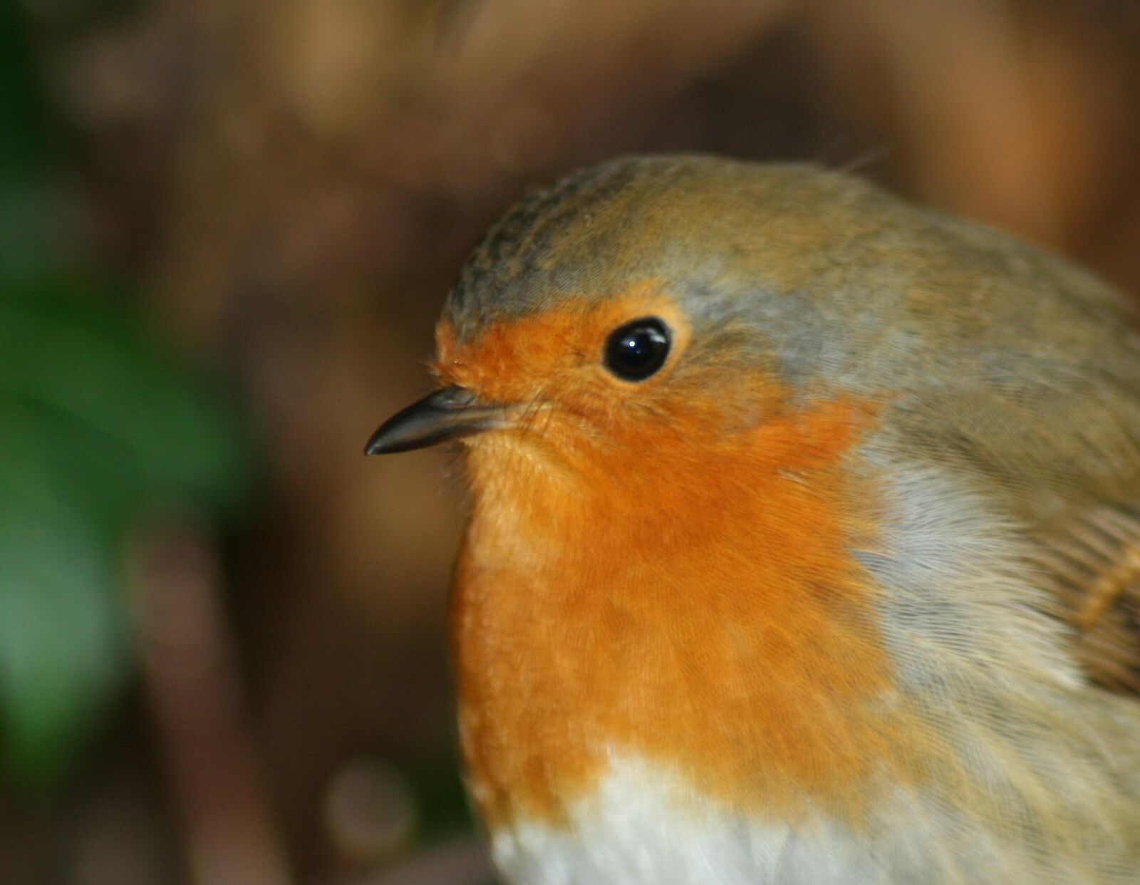 Canon EOS 350D (EOS Digital Rebel XT / EOS Kiss Digital N) sample photo. Bird, robin, redbreast photography