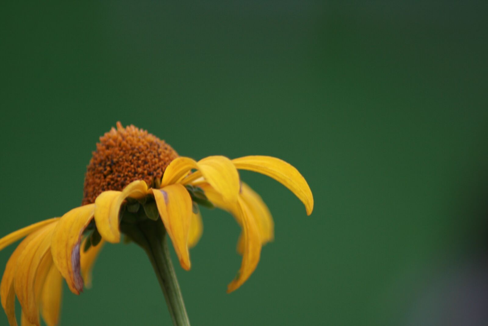 Canon EOS 400D (EOS Digital Rebel XTi / EOS Kiss Digital X) sample photo. Flower, coneflower, echinacea photography