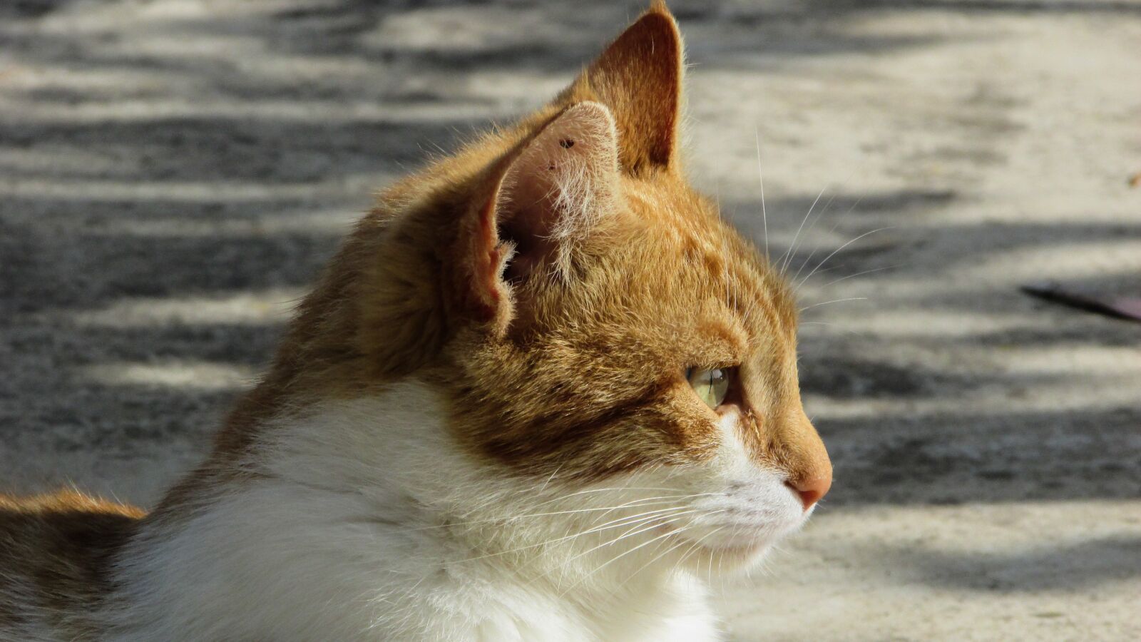 Canon PowerShot SX400 IS sample photo. Cat, stray, cute photography