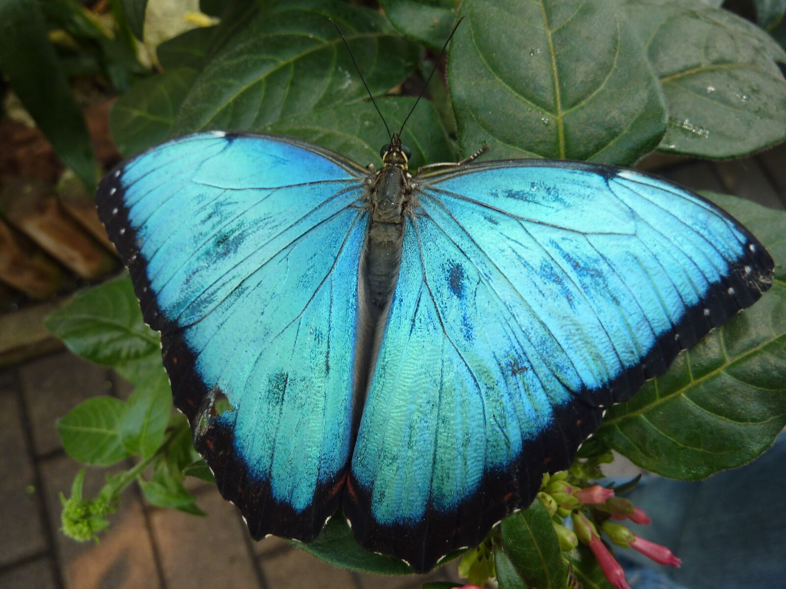 Panasonic DMC-TZ7 sample photo. Butterfly, blue, close up photography