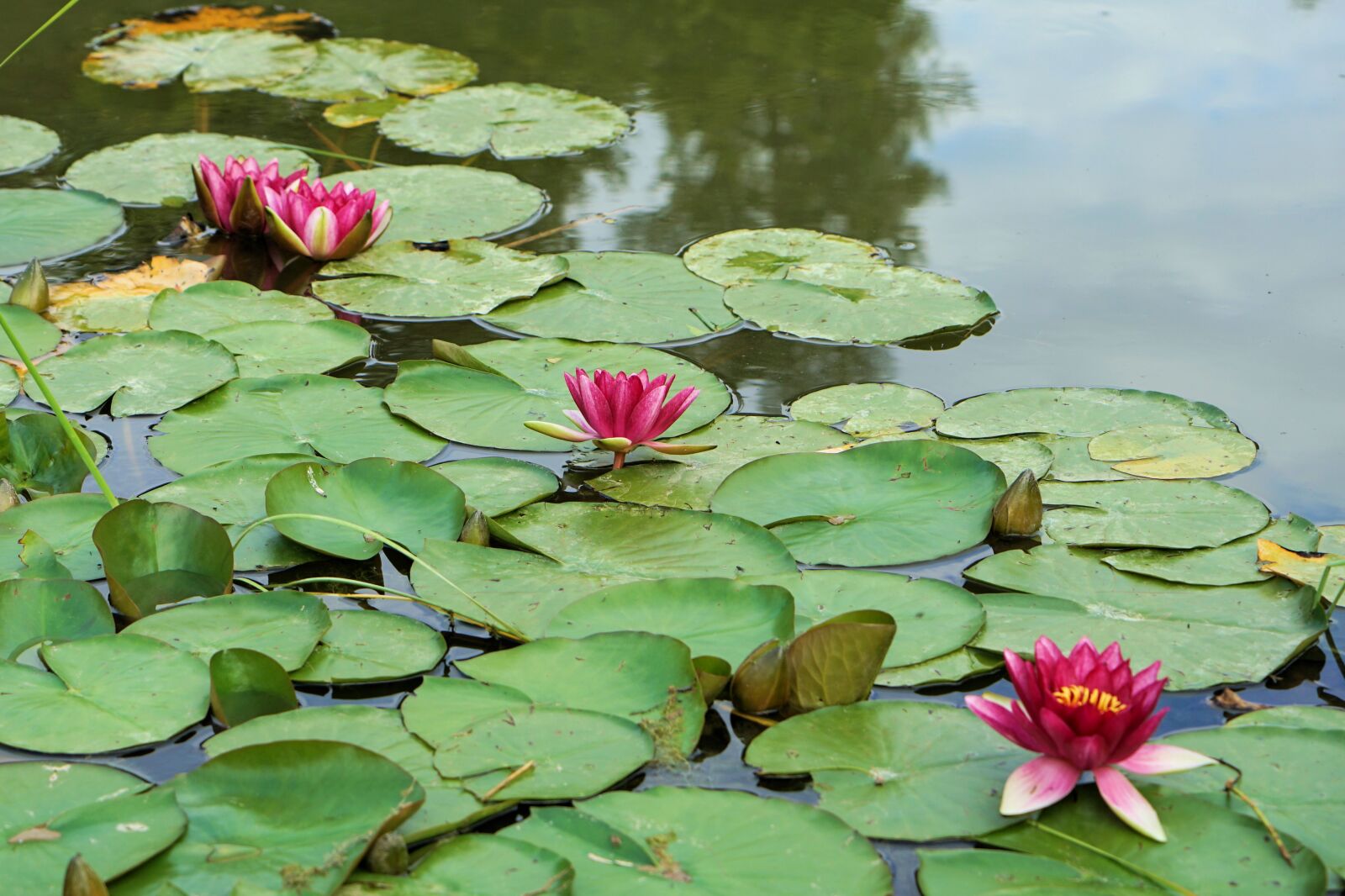 Sony Vario Tessar T* FE 24-70mm F4 ZA OSS sample photo. Water lilies, flowers, plants photography