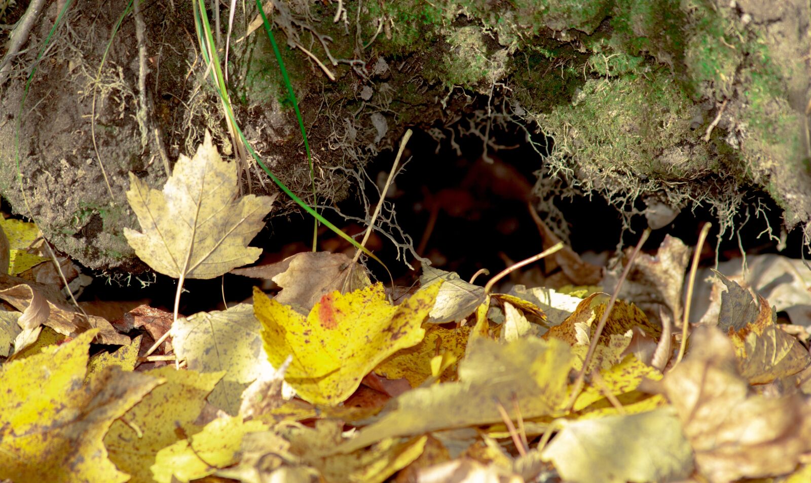 Nikon D3100 sample photo. Rabbit hole, autumn, fall photography