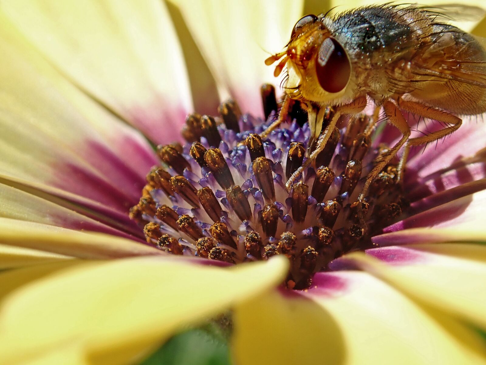 Olympus TG-5 sample photo. Fly, insect, flower photography