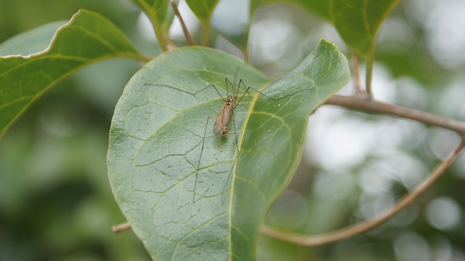 Sony SLT-A55 (SLT-A55V) + Sony DT 18-70mm F3.5-5.6 sample photo. Insects, nature, finlandia photography