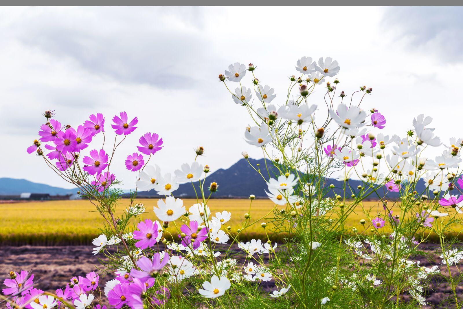 Nikon D750 sample photo. Korea, incheon, ganghwado photography