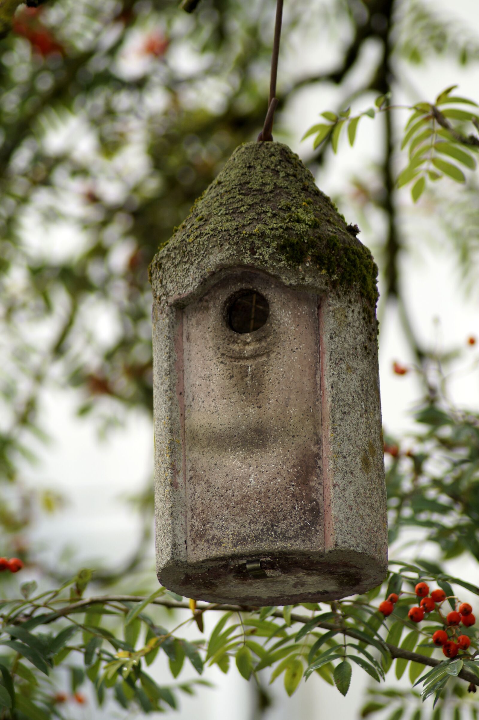 Sony SLT-A58 sample photo. Sparrow, bird, bird feeder photography