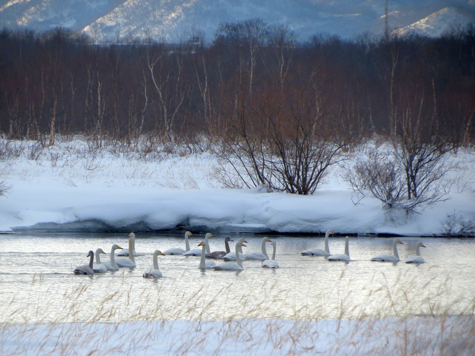 Canon PowerShot SX40 HS sample photo. The wild swans, the photography