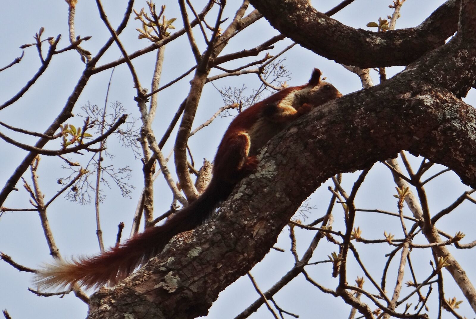 Sony DSC-HX200V sample photo. Malabar giant squirrel, ratufa photography