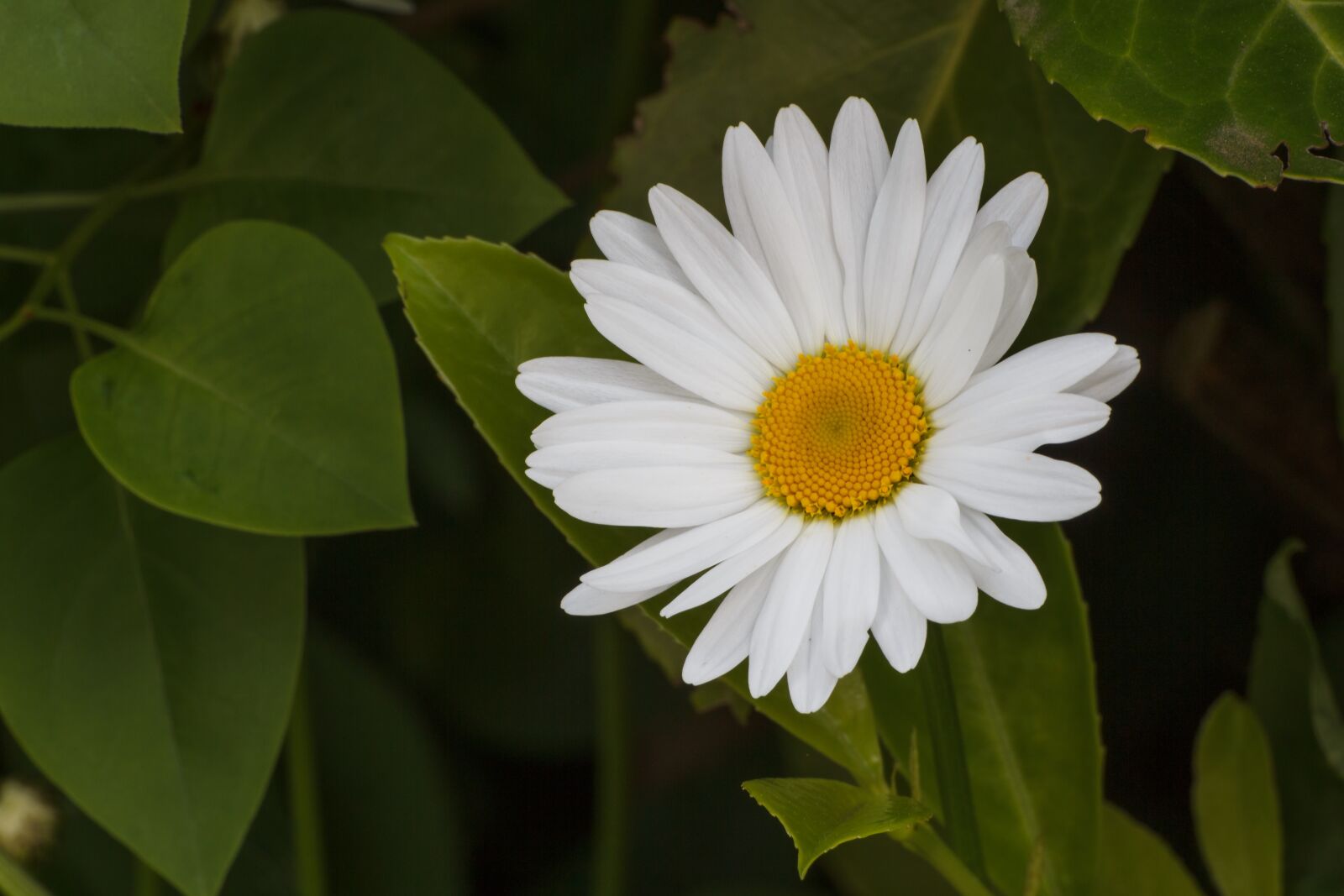 Canon EOS 550D (EOS Rebel T2i / EOS Kiss X4) sample photo. Marguerite, leucanthemum vulgare, flower photography